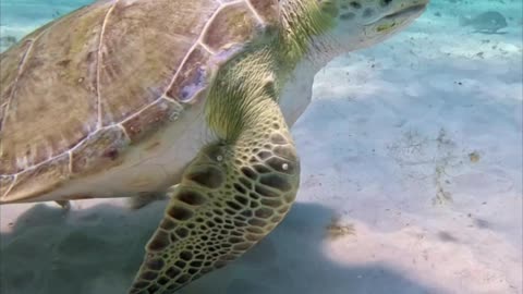 Fish Barely Escape Sea Turtle