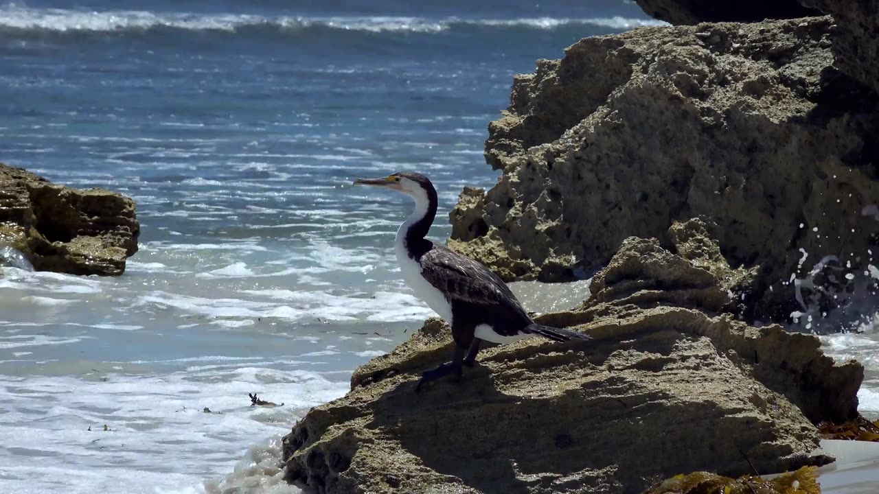 Bird Beside The sea