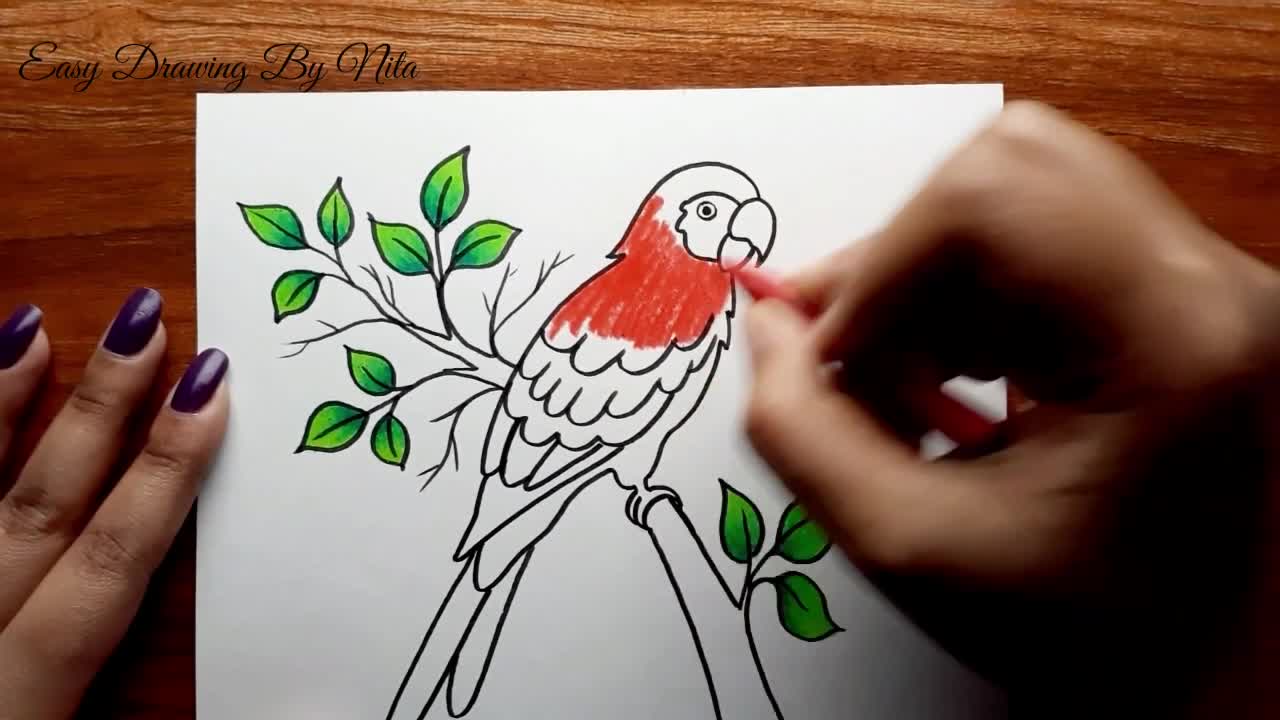 Parrot Drawing Step by Step -- How to Draw Parrot -- Parrot Drawing Colour