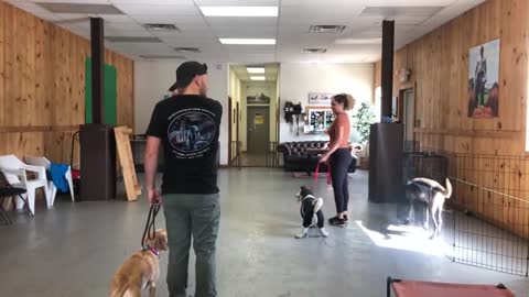 Leash dog training- Dog reactivity training