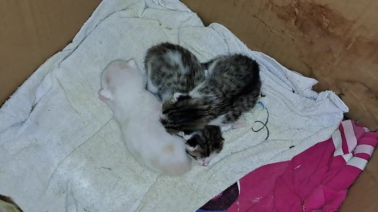 A mother cat protects her kittens. These baby kittens are so cute