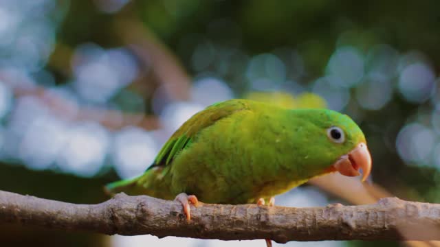 Cute Parrot having a Good time