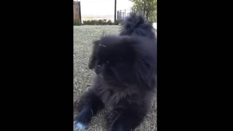 Dogs playing in the yard 2