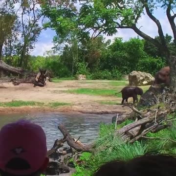 Cute Baby Elephant Takes A Bath at Disney s Animal Kingdom #Shorts