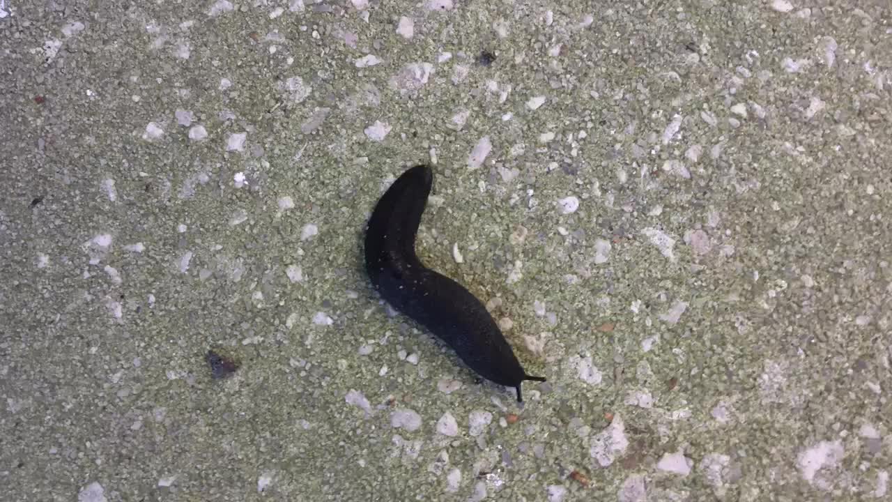 Black Velvet Leatherleaf Slug