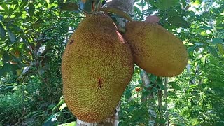 Very Big Jackfruit