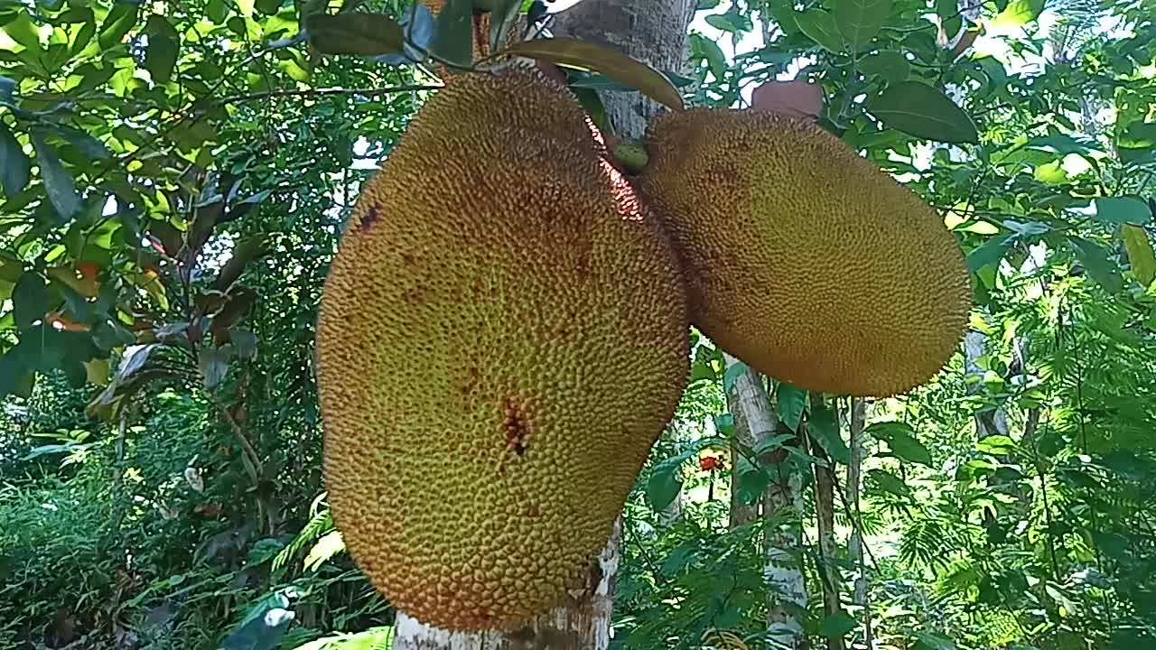 Very Big Jackfruit