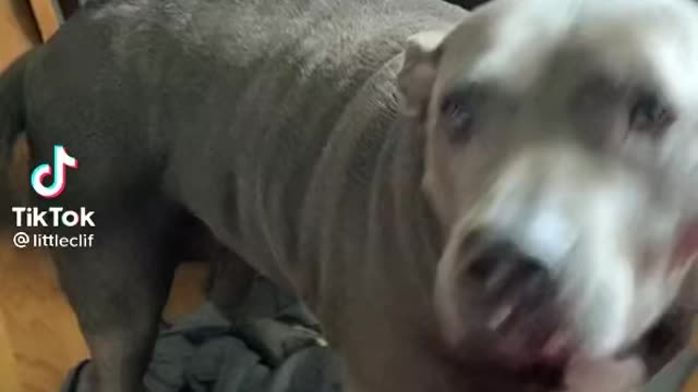 Adorable Pug and Pitbull Try to Get on Couch