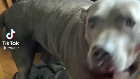 Adorable Pug and Pitbull Try to Get on Couch