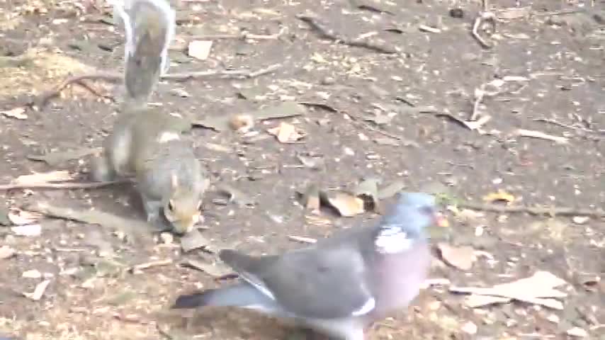 Squirrel And Birds