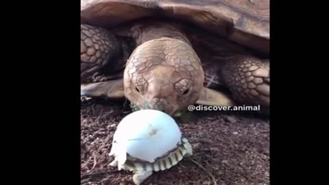 The Funniest and Cutest Animals 03