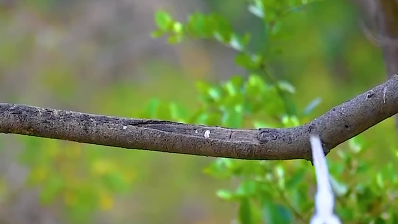 Wildlife and Funs