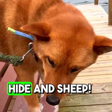 Jokes_Only_a_Dog_Owner_Could_Love #dadjokes #dogjokes