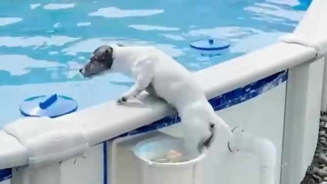 Dog in Swiming Pool 😂😂😂