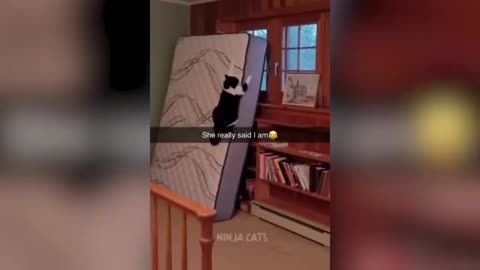 Naughty Cats & Dogs Reactions... #Funny Pets