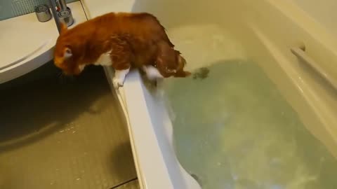 Cats have fun in the water