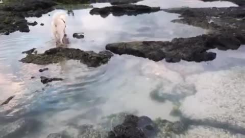 Cachorro e mar