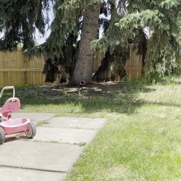 Magpie picks its food