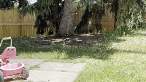 Magpie picks its food