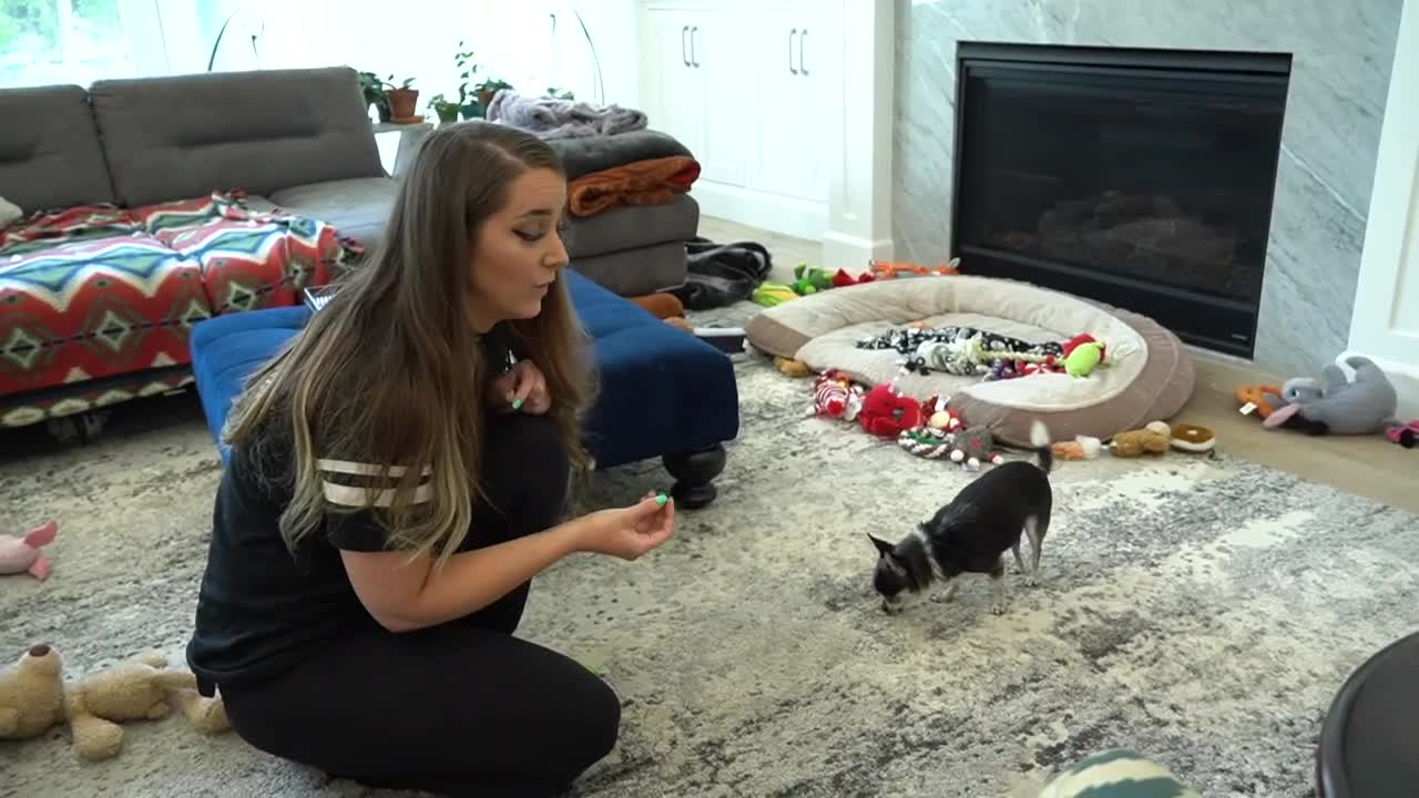 Trying To Get My Chihuahua To Sit For 20 Minutes
