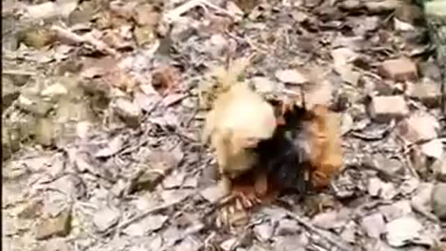 Chicken VS Dogs Fight.Funny Dog Fight Videos