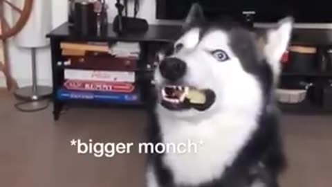 Huskey playing with other animals | Huskey Videos | Funny Videos 2024