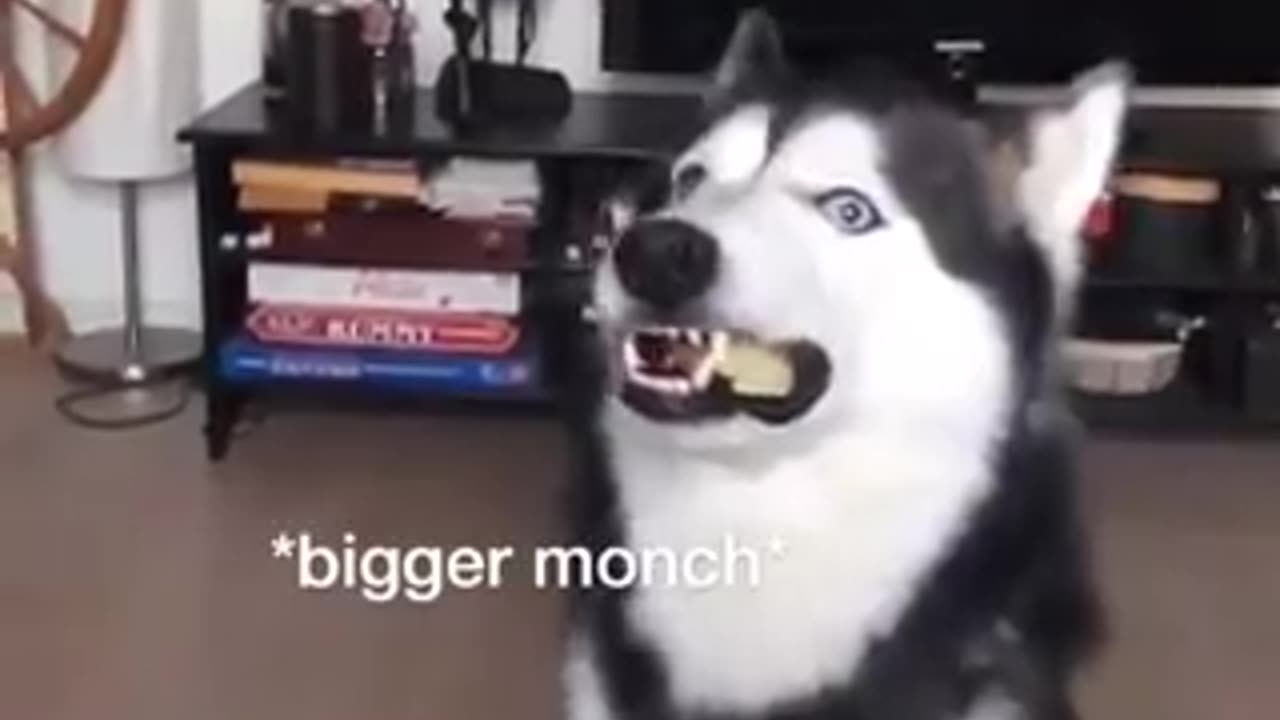 Huskey playing with other animals | Huskey Videos | Funny Videos 2024