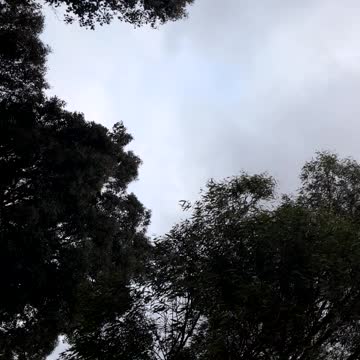 Australian Ducks and bird