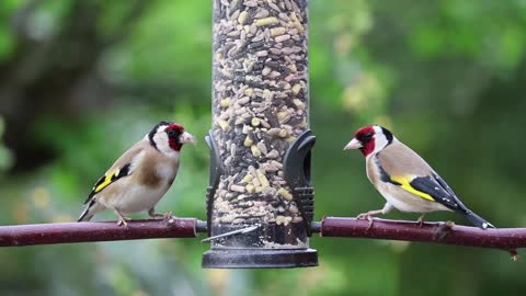hungry birds eatting
