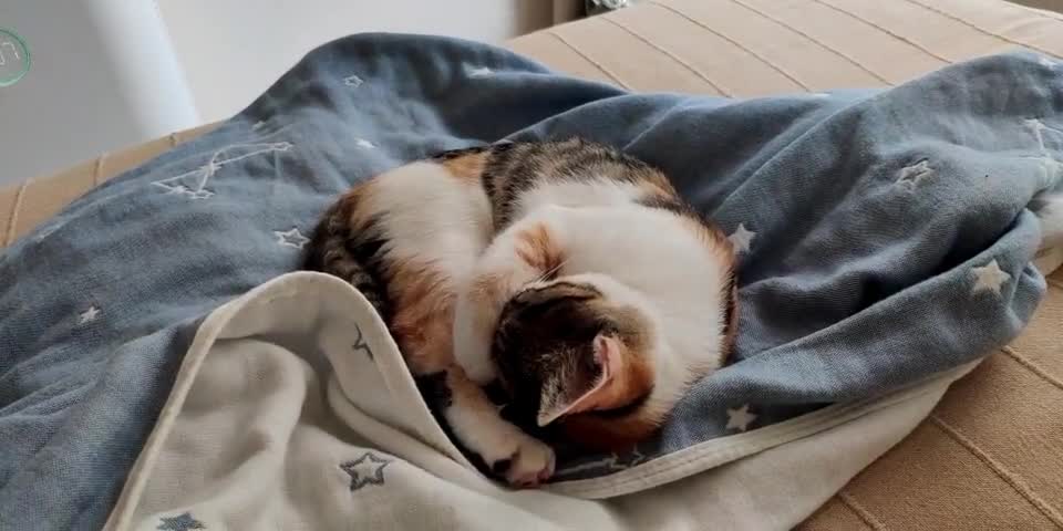 Sleeping Cat On Top Of Table