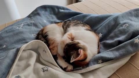 Sleeping Cat On Top Of Table