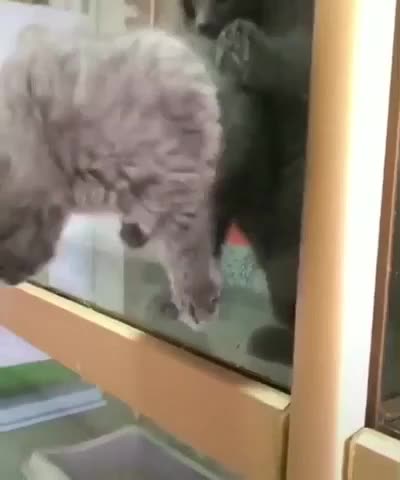 Watch Out, I'm Outa Here... These Holes Aren't Stopping Me 🕳😺