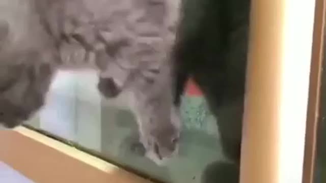 Watch Out, I'm Outa Here... These Holes Aren't Stopping Me 🕳😺