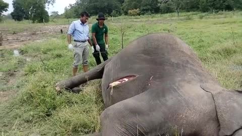 Elephant 🐘 death in srilanka 😥😳