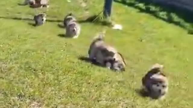 Funniest and Cutest Puppies, Funny Puppy Video 2022