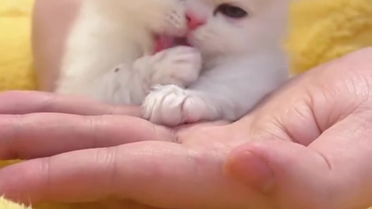 Cute kitten