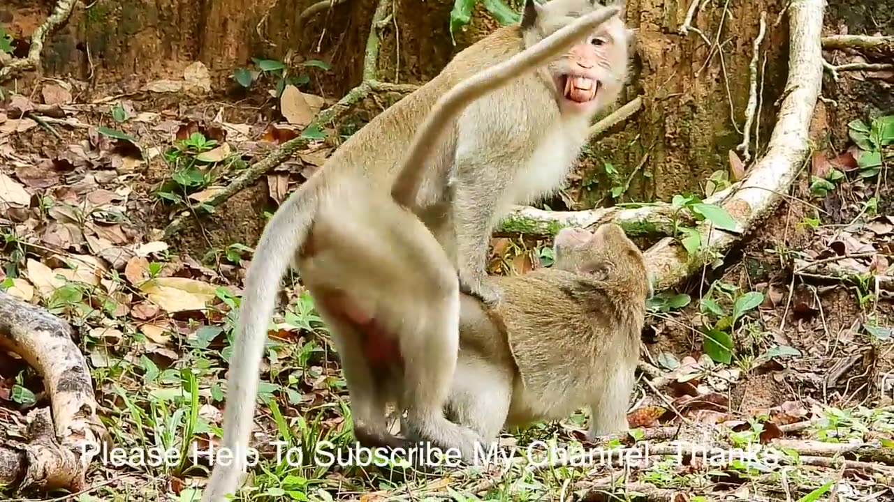 funny monkey animal