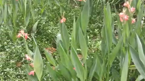 Flowers and grass