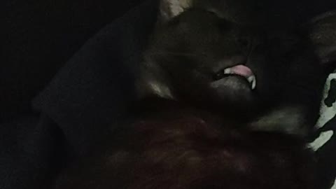 young cat sleeps with his tongue out