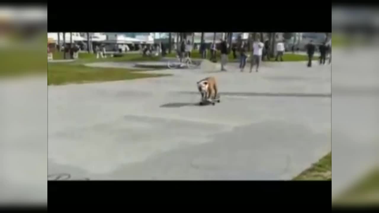 Dog Skating video | is he trained? | Lovely Funny Dog Video