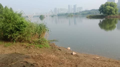 The river is full of trees