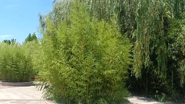 This jar is full of bamboo.