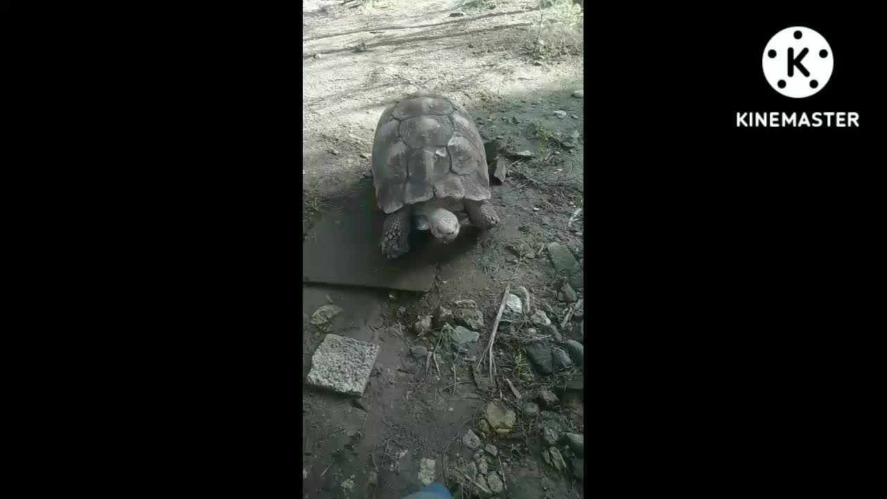 🐢Tortoises