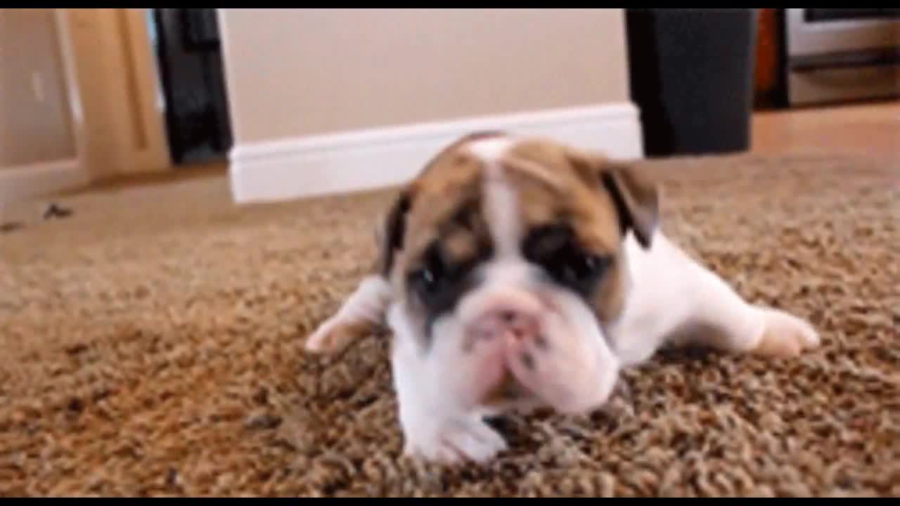 In Less Than 1 Minute, These Tiny Puppies Will Change Your Day! Cutest Puppies Compilation