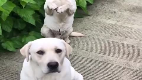 Funniest pet animals