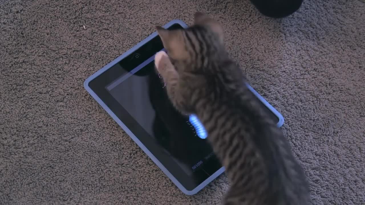 This is what it looks like when cats play on an ipad