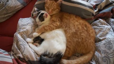 Cute cat cuddling