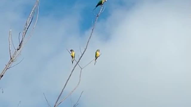 birds singing 2