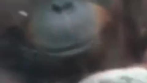 Cute Gorilla!!