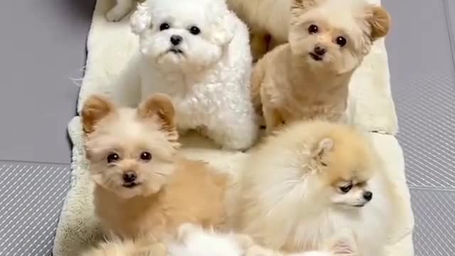 Cute little dogs looking at the camera with surprising and funny movements